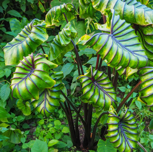 Pharaoh's Mask Elephant Ear