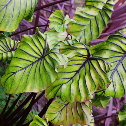 Pharaoh's Mask Elephant Ear