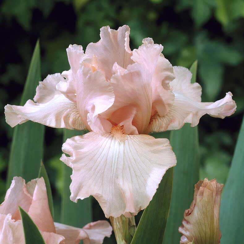 Bearded Iris Pink Attraction