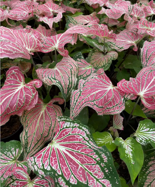 Caladium Pink Symphony