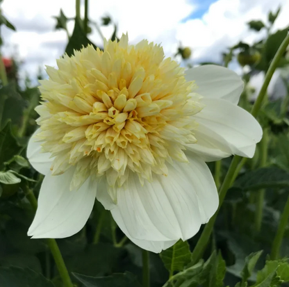 Dahlia Platinum Blonde