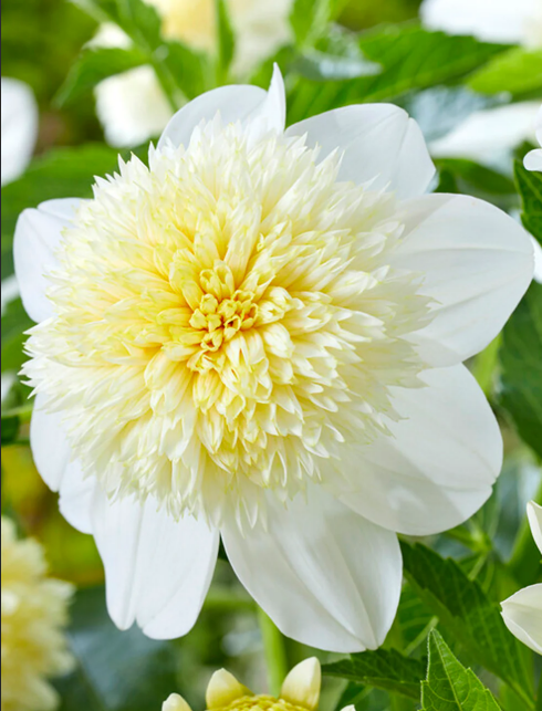 Dahlia Platinum Blonde