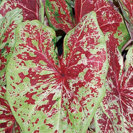 Caladium Raspberry Moon