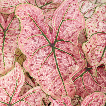 Caladium Splash of Wine