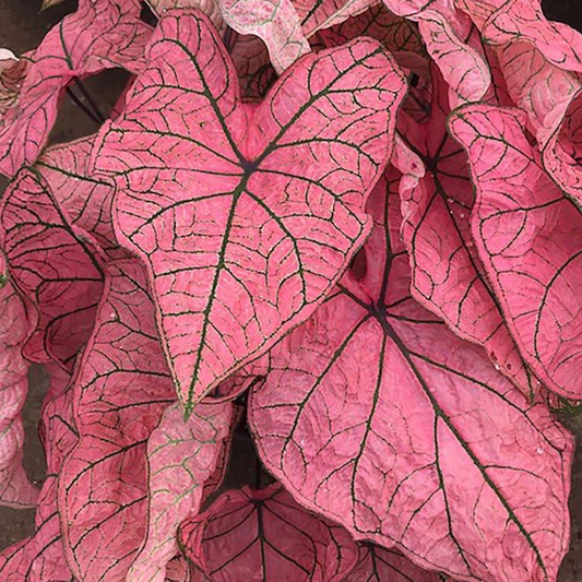 Caladium Spring Fling