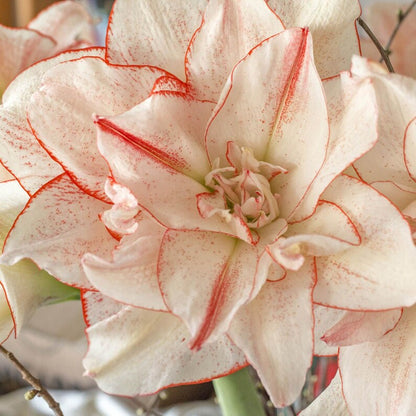 Amaryllis Striped Amadeus