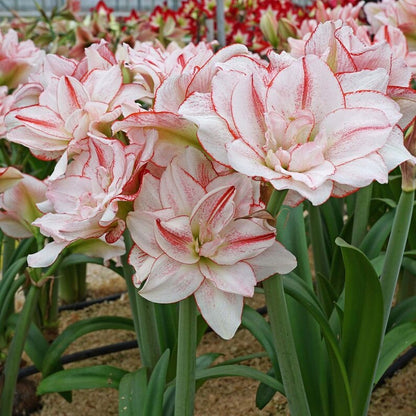 Amaryllis Striped Amadeus