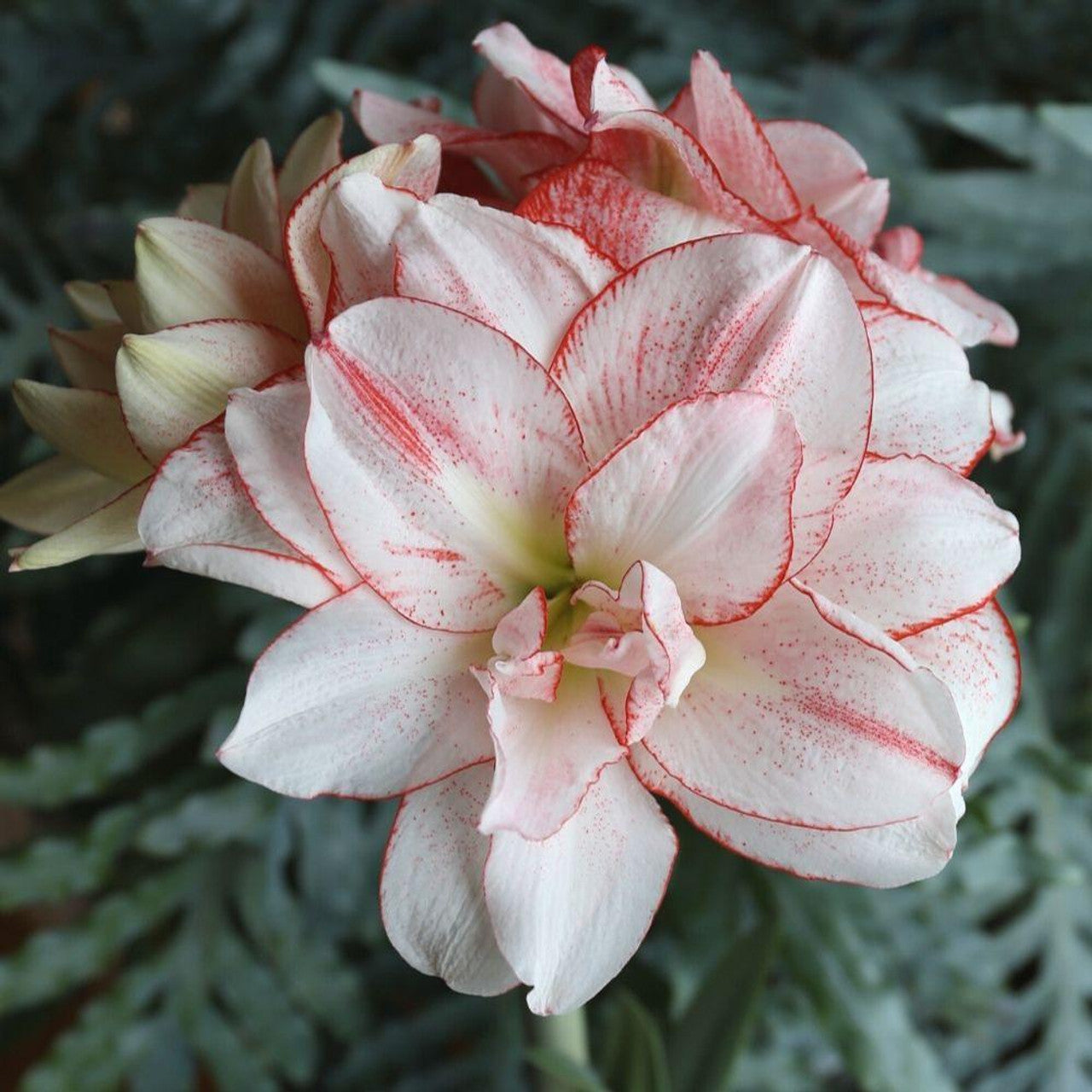 Amaryllis Striped Amadeus