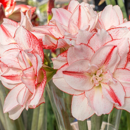 Amaryllis Striped Amadeus