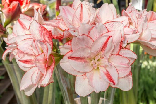 Amaryllis Striped Amadeus