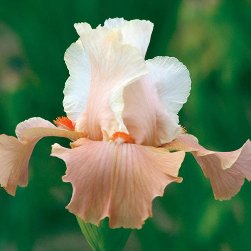 Bearded Iris Struck Twice