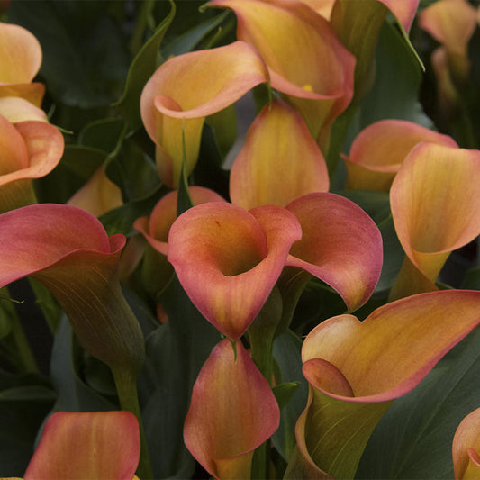 Calla Flame