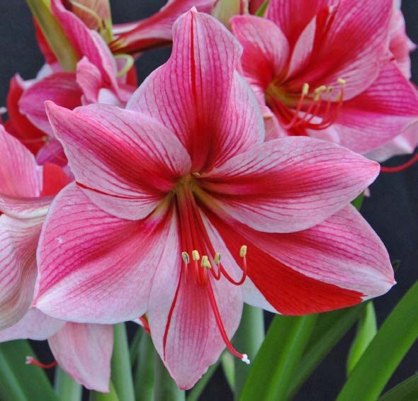 Amaryllis Gervase