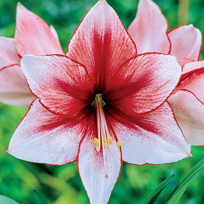 Amaryllis Gervase