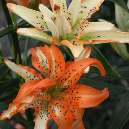 Lily As Must See