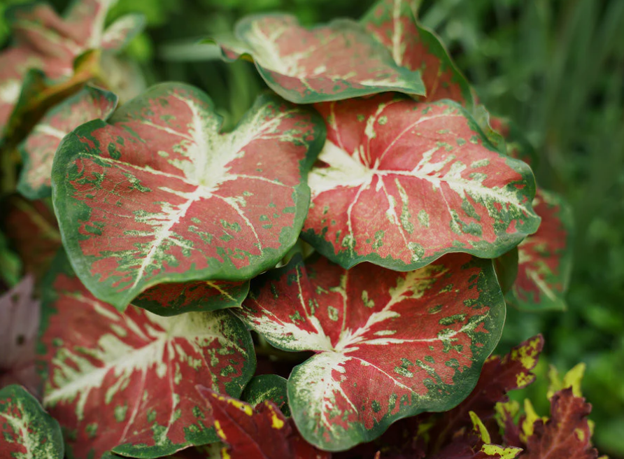 Caladium Dawn to Dusk