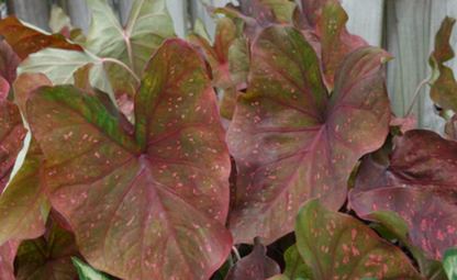 Caladium Rain or Shine