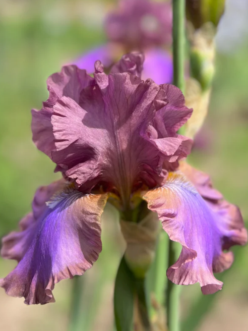 Bearded Iris Cantina