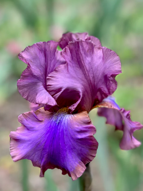 Bearded Iris Cantina
