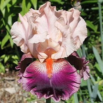 Bearded Iris Cherry Blossom Song