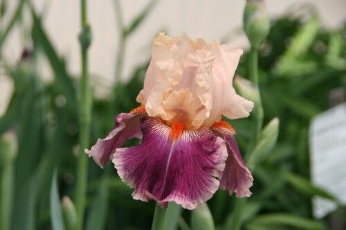 Bearded Iris Cherry Blossom Song