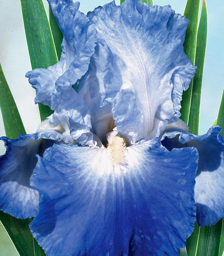 Bearded Iris Clarence