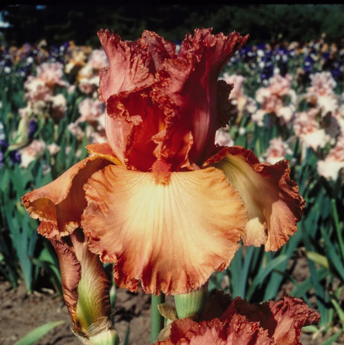 Bearded Iris Copper Classic