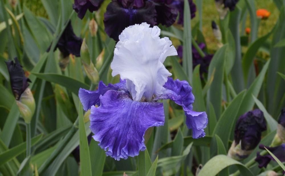 Bearded Iris Drifting