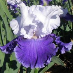 Bearded Iris Drifting