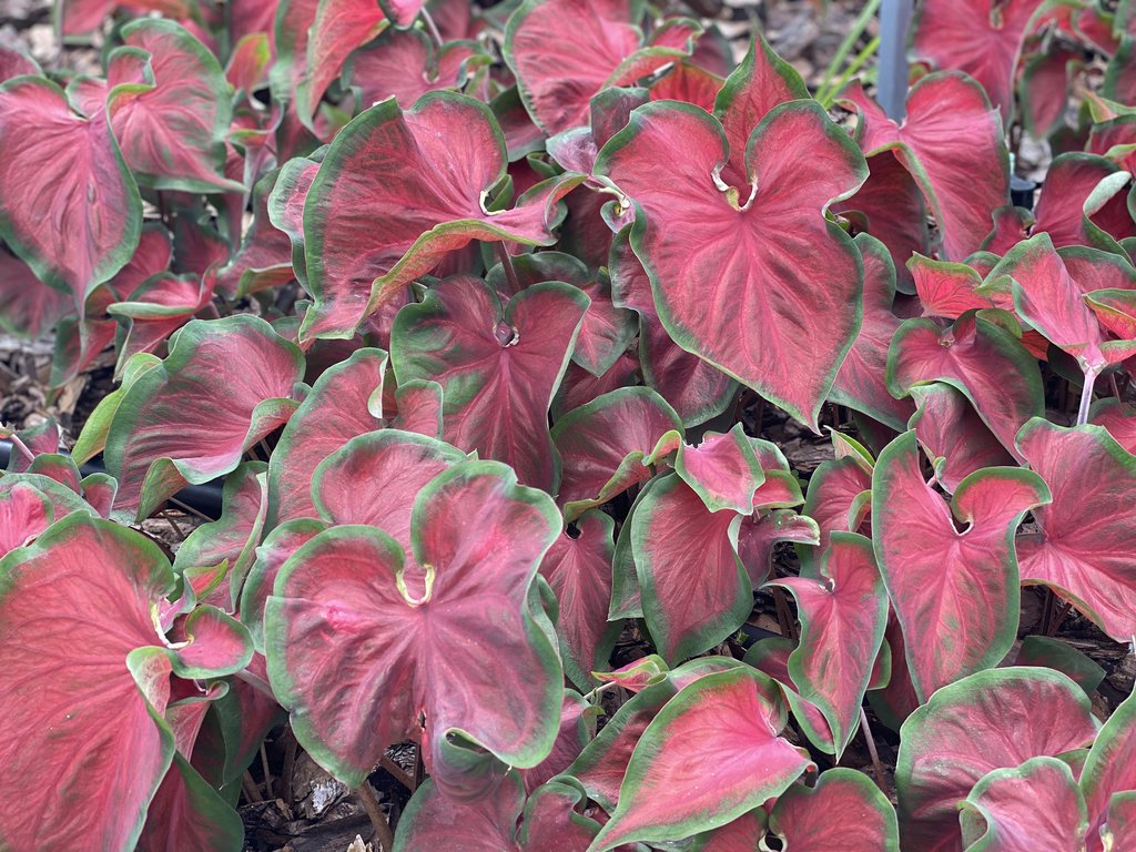 Caladium Hot 2 Trot