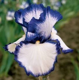 Bearded Iris Presby's Crown