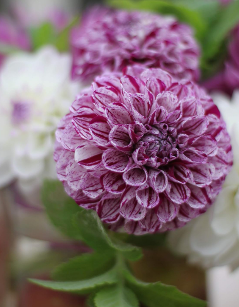 Dahlia Ball Marble