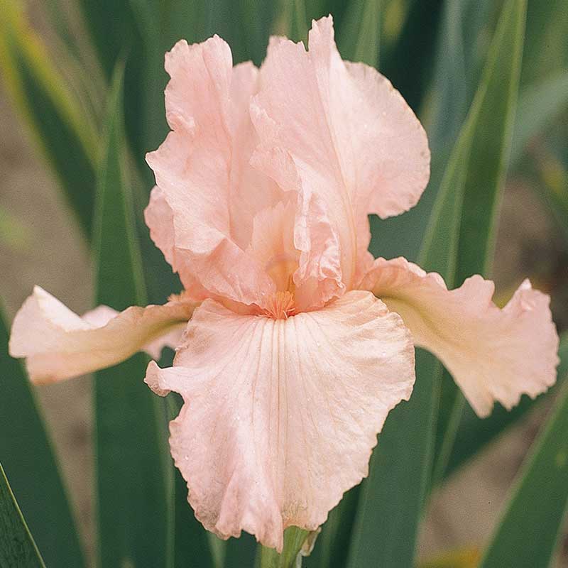Bearded Iris Pink Attraction