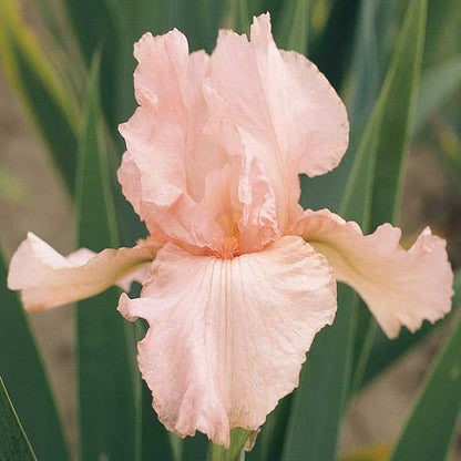Bearded Iris Pink Attraction