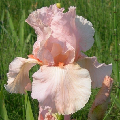 Bearded Iris Pink Attraction