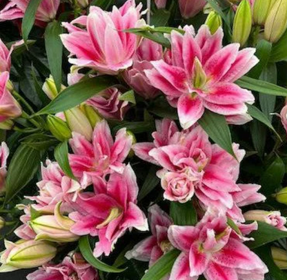 Roselily Viola