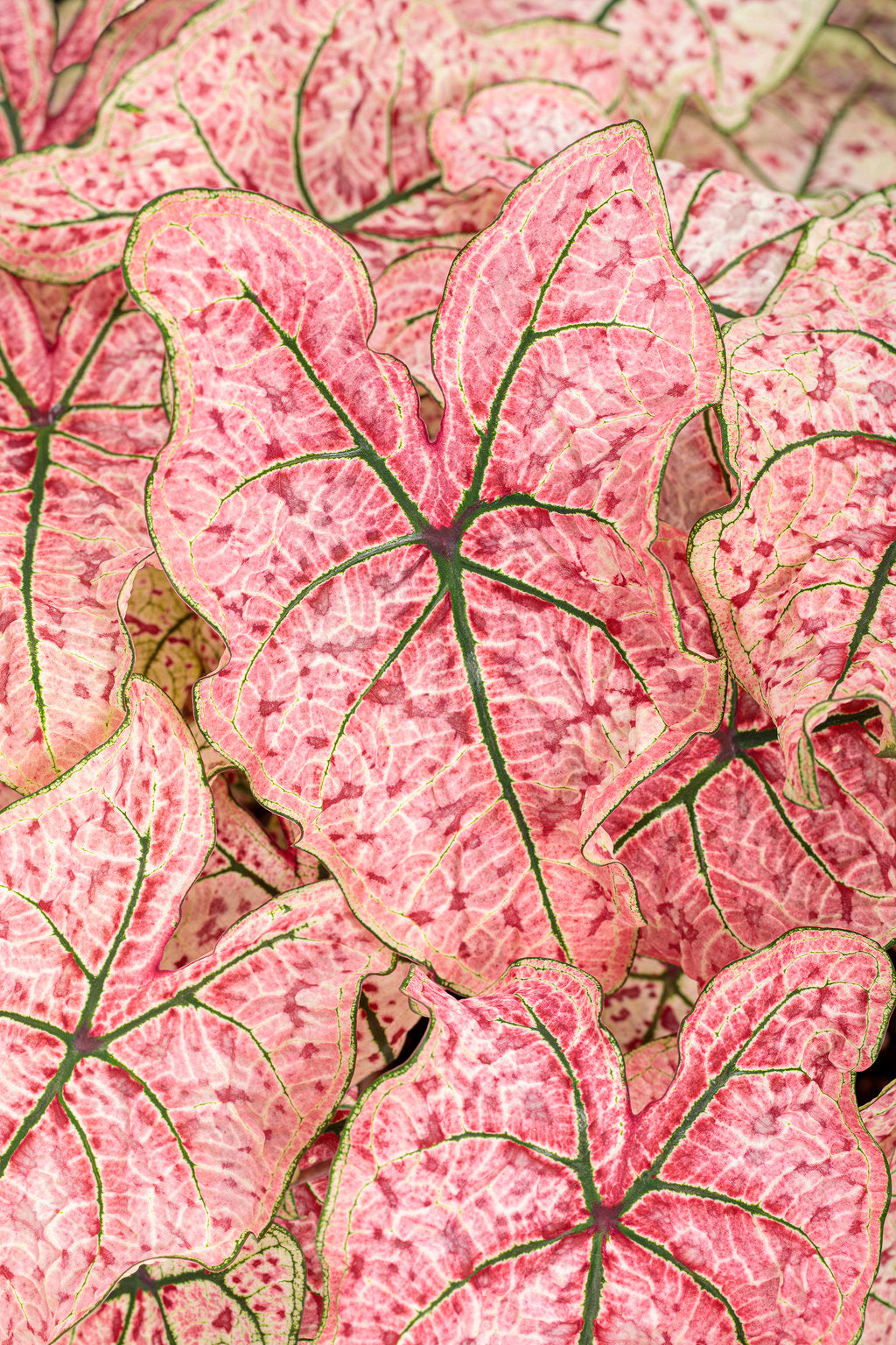 Caladium Splash of Wine